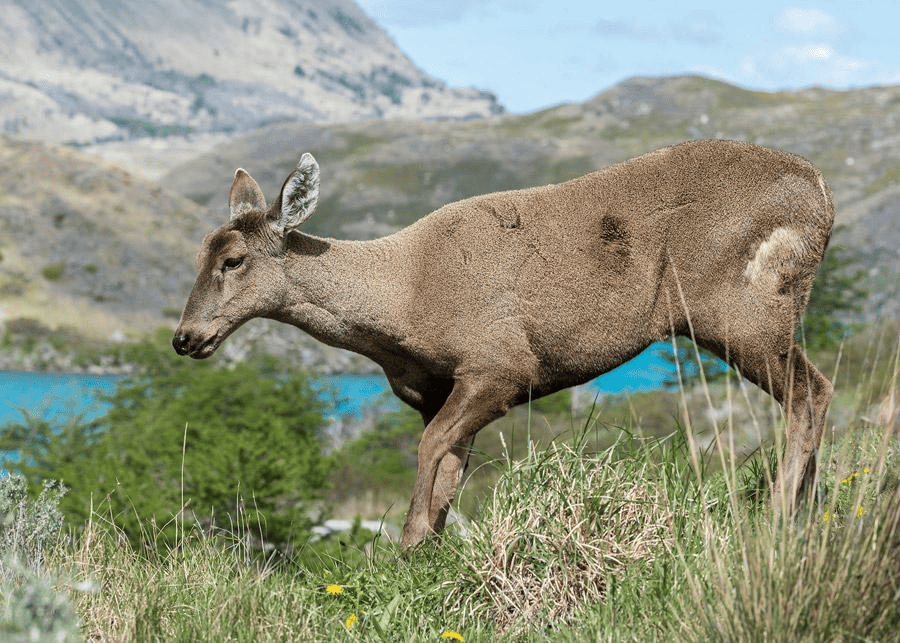 Huemul, Chilean deer, at Lago Grey in Torres del Paine, Chile