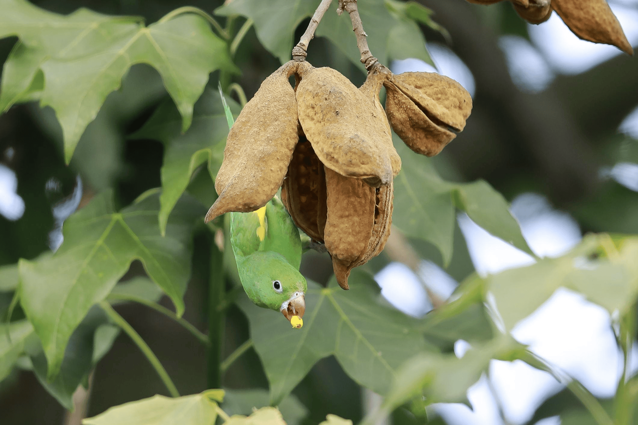 Parakeet interacting with a plant in a seed-dispersal mutualism