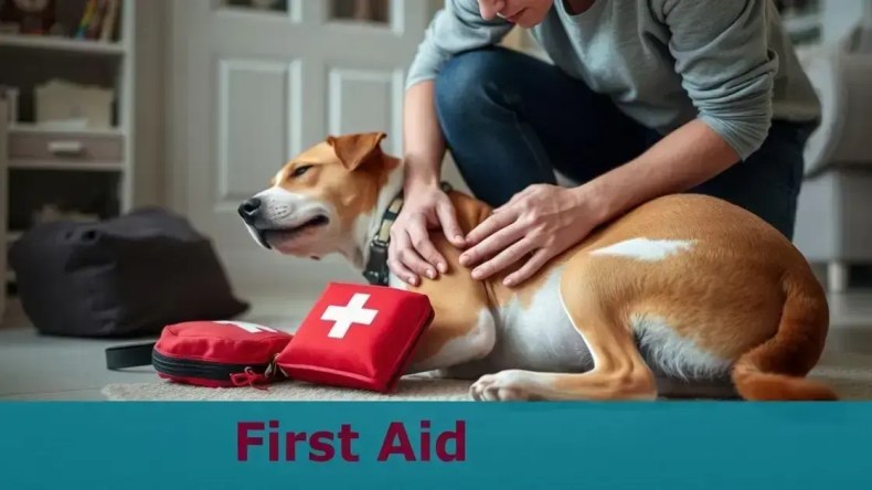 Passos práticos para primeiros socorros em cães