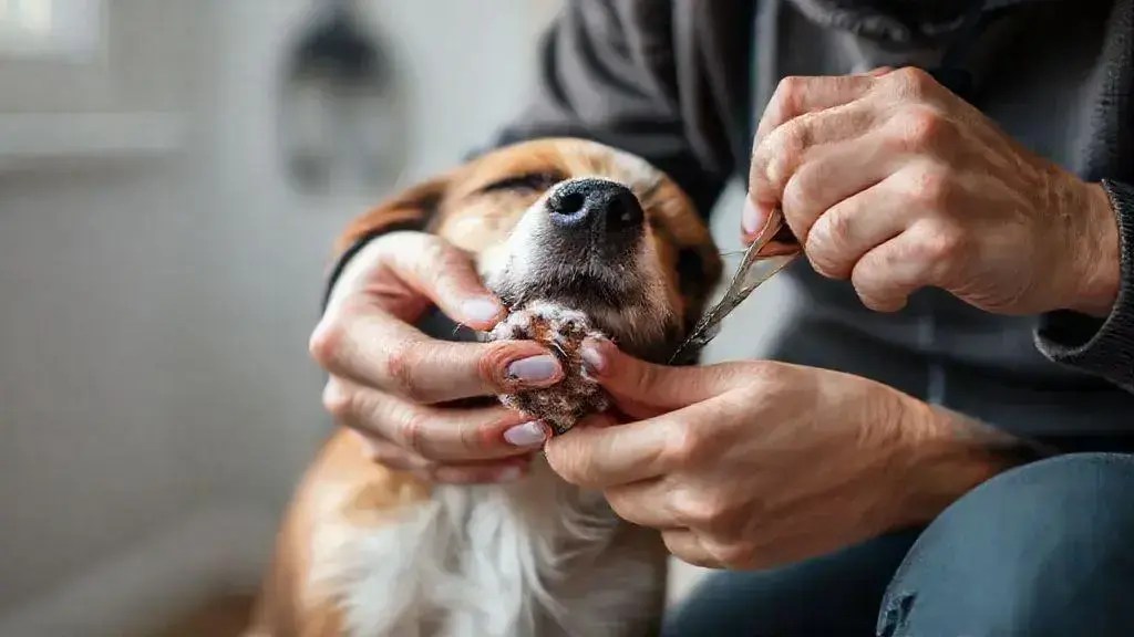 Como cortar unha de cachorro: Dicas práticas para facilitar o processo