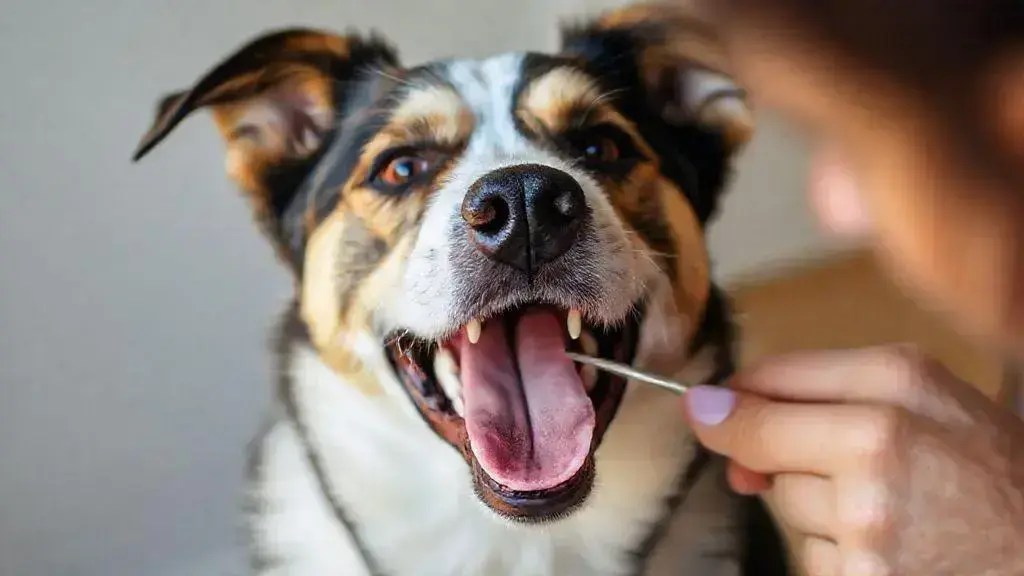 Cão com mau hálito: o que fazer para resolver esse problema