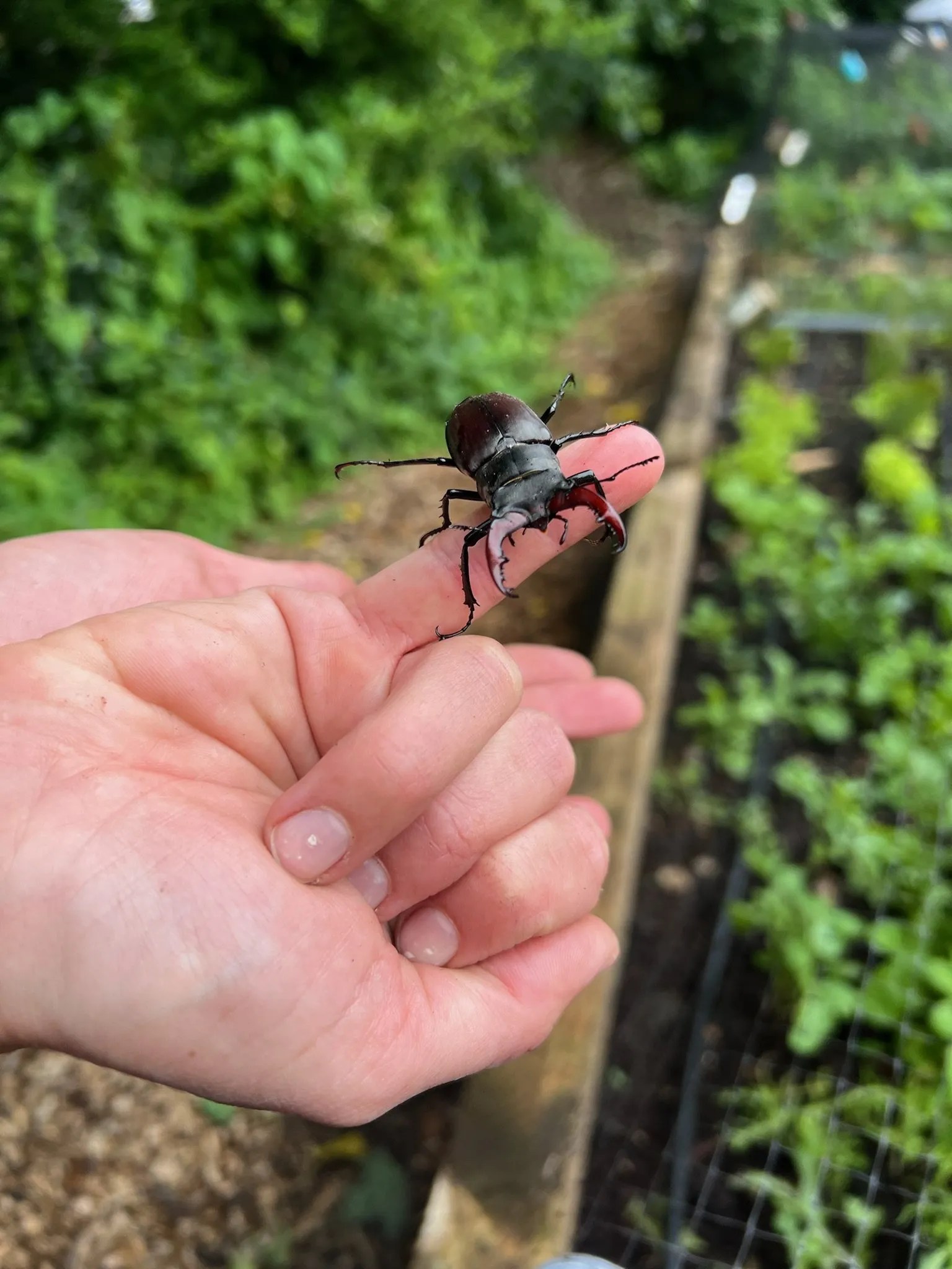 Stag beetle on a finger at Paradise Cooperative