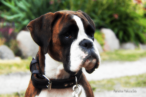 Champion Polski Ch. PL PARADISE Yakuza.Gdy (JAZZMAN v. Venusberg x SUSHI Yakuza.Gdy)