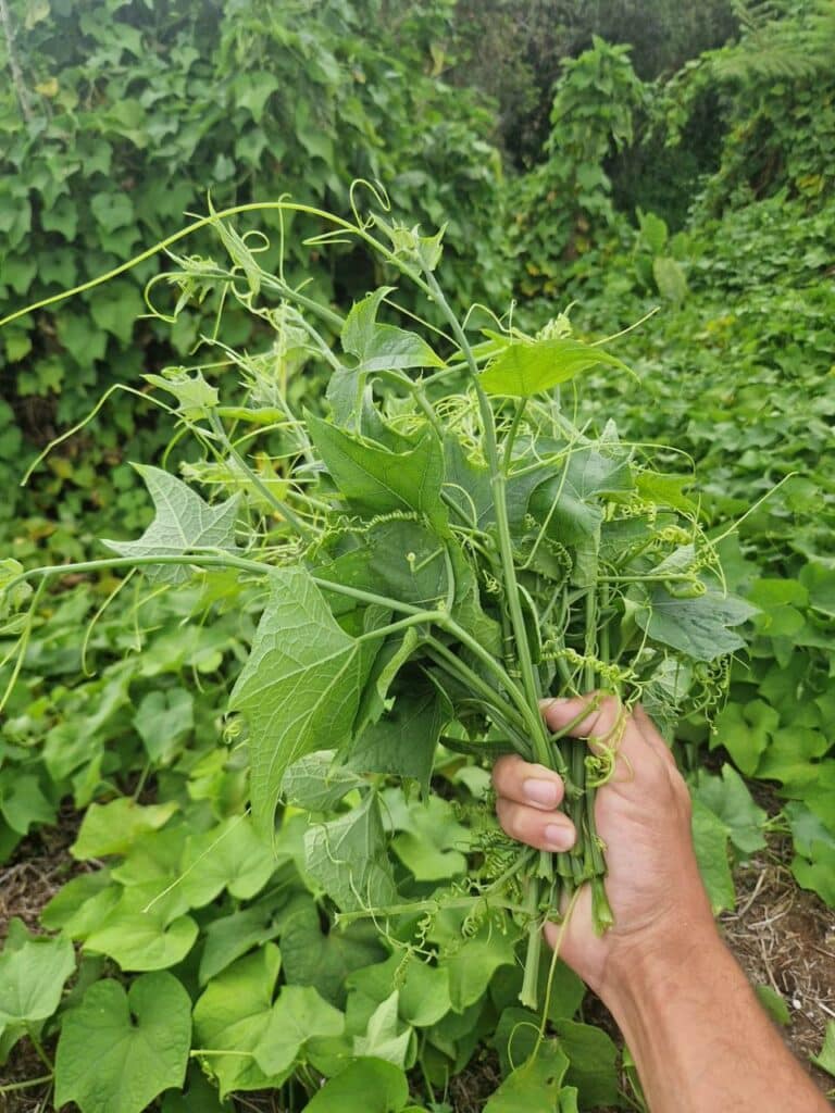 photo d'agriculture choisie par l'UPNA