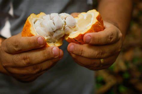 O cacau do Pará e produtos amazônicos ganham destaque no Chocolat Portugal e Salão de Paris, promovendo a bioeconomia e a sustentabilidade da região