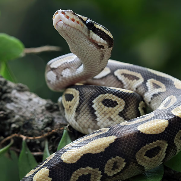 ballpython