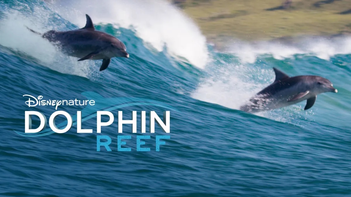 Dolphin Reef