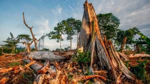 deforestation