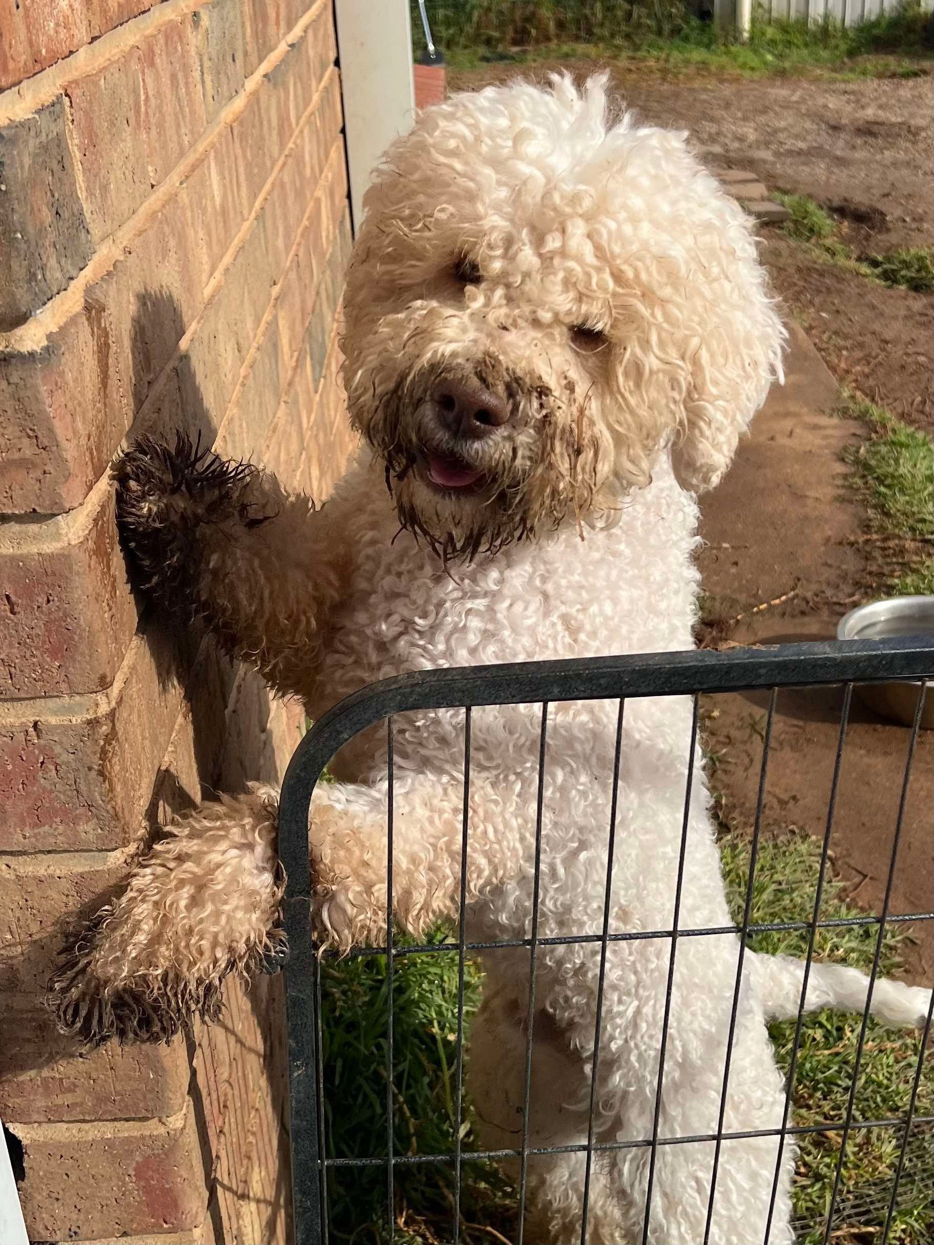 Parity Big Boots - Lagotto Romagnolo