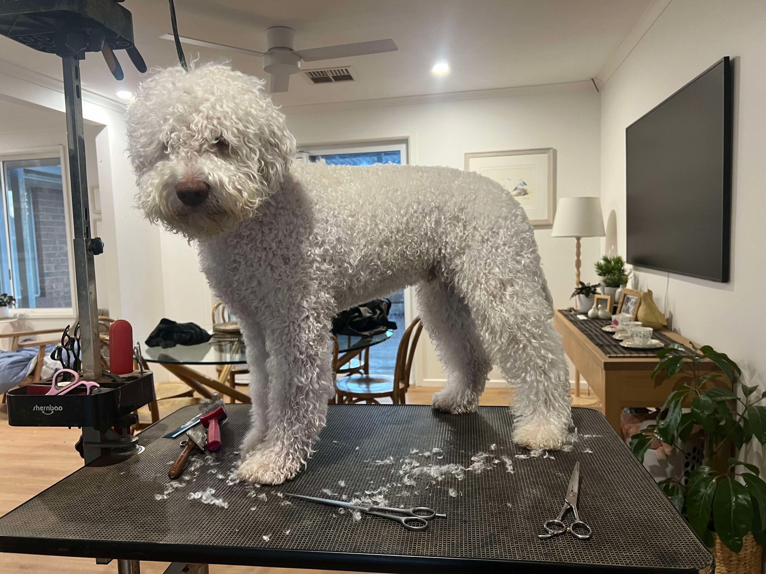 Parity Big Boots - Lagotto Romagnolo