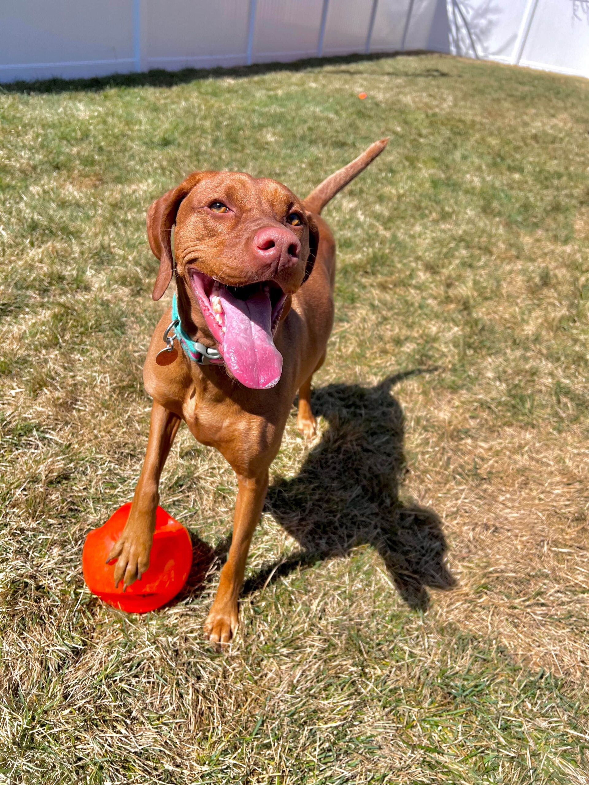 Parkview animal hospital gallery