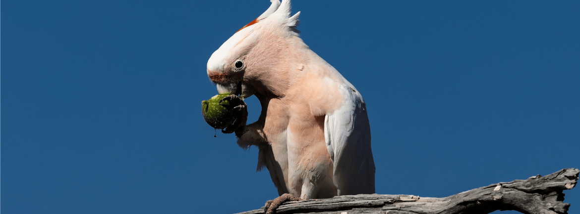 Parrot Academy - 2