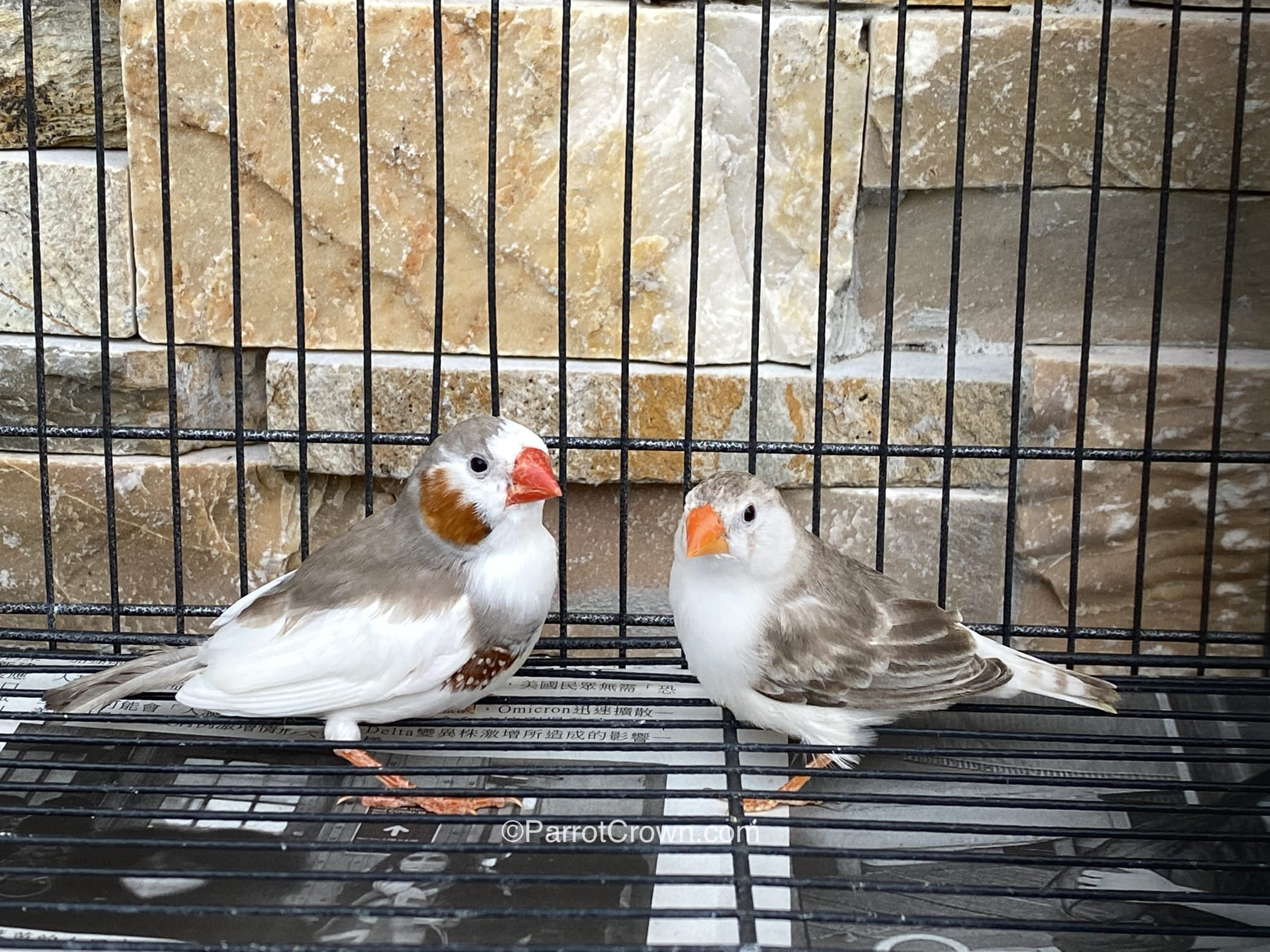 Penguin Zebra Finches for sale