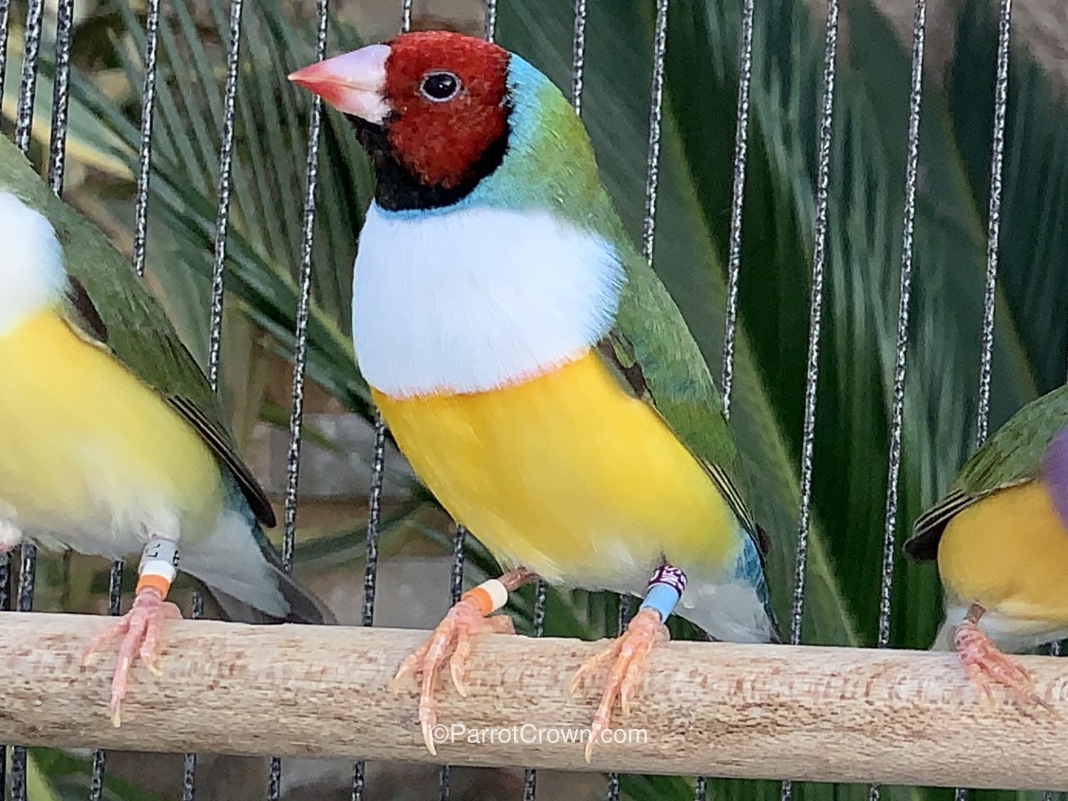 Red Head Lady Gouldian Finch for sale