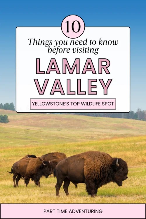 10 Things You Need To Know Before Visiting Lamar Valley 10 4 500x750 