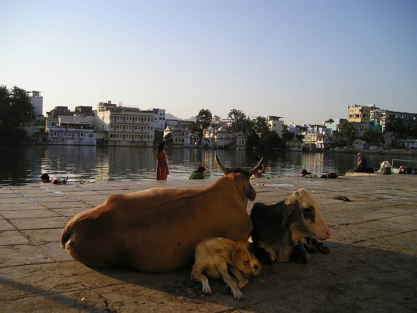 South Asia Travel Hacks india cow
