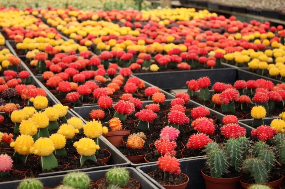 most instagrammable places in orlando