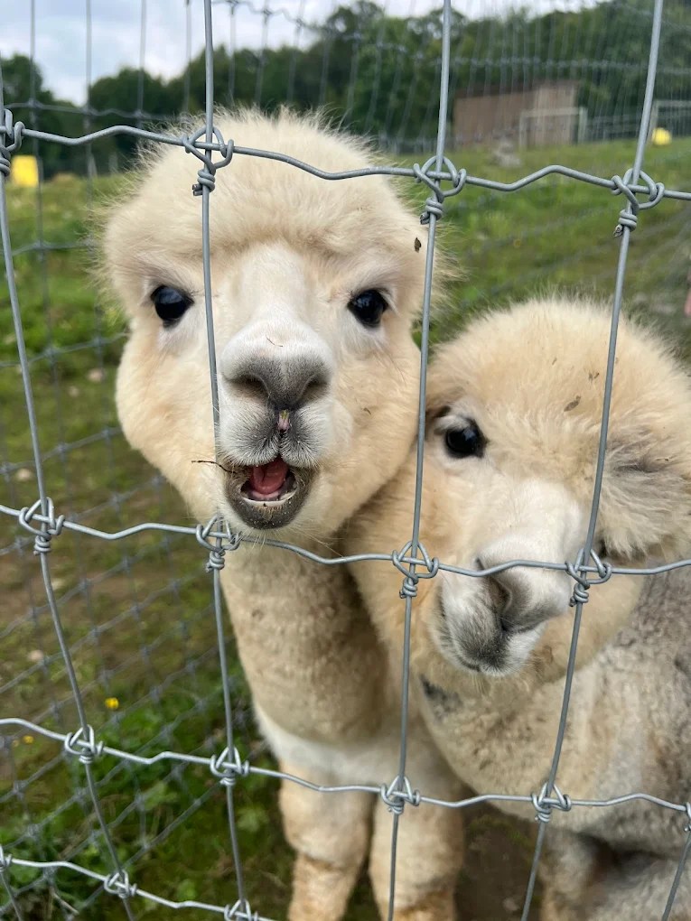 17 Best Farms In Upstate New York For A Unique Farm Experience 10 Buck Brook Alpacas