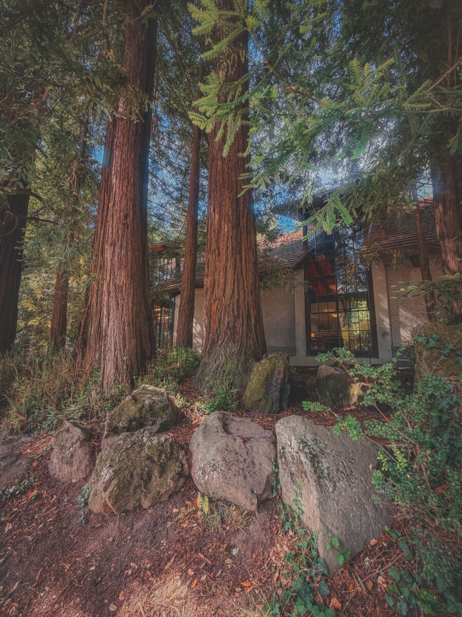 Mill Valley Library building architecture and backdrop of redwoods