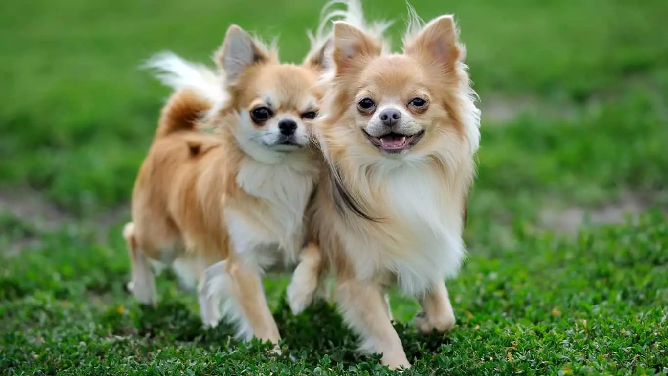 Conheça a raça Chihuahua