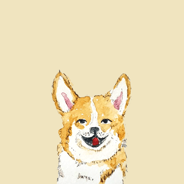 corgi-1