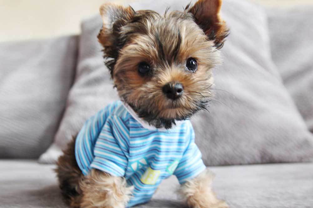 wallpapers How To Make A Dog Shirt how to make a dog shirt out of fabric