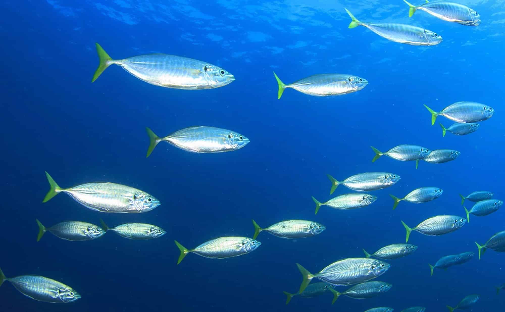 4 Omega 3 fish oil health gains and what your supplement should contain: cover