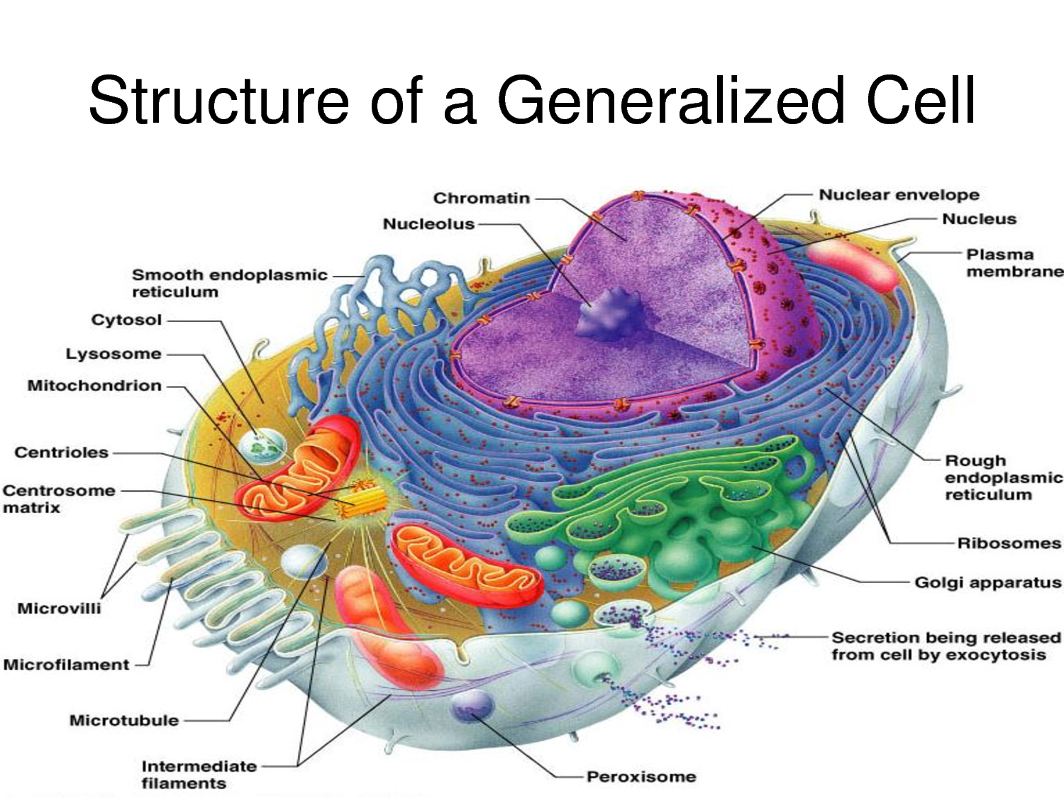 Anatomy Of A Generalized Cell Anatomy Drawing Diagram Ribosomes Itochondrion Enzymatic breakdown Intermediate filaments Smooth E Cristae Rouoh ER Self-replicatina itoc Ribosom.