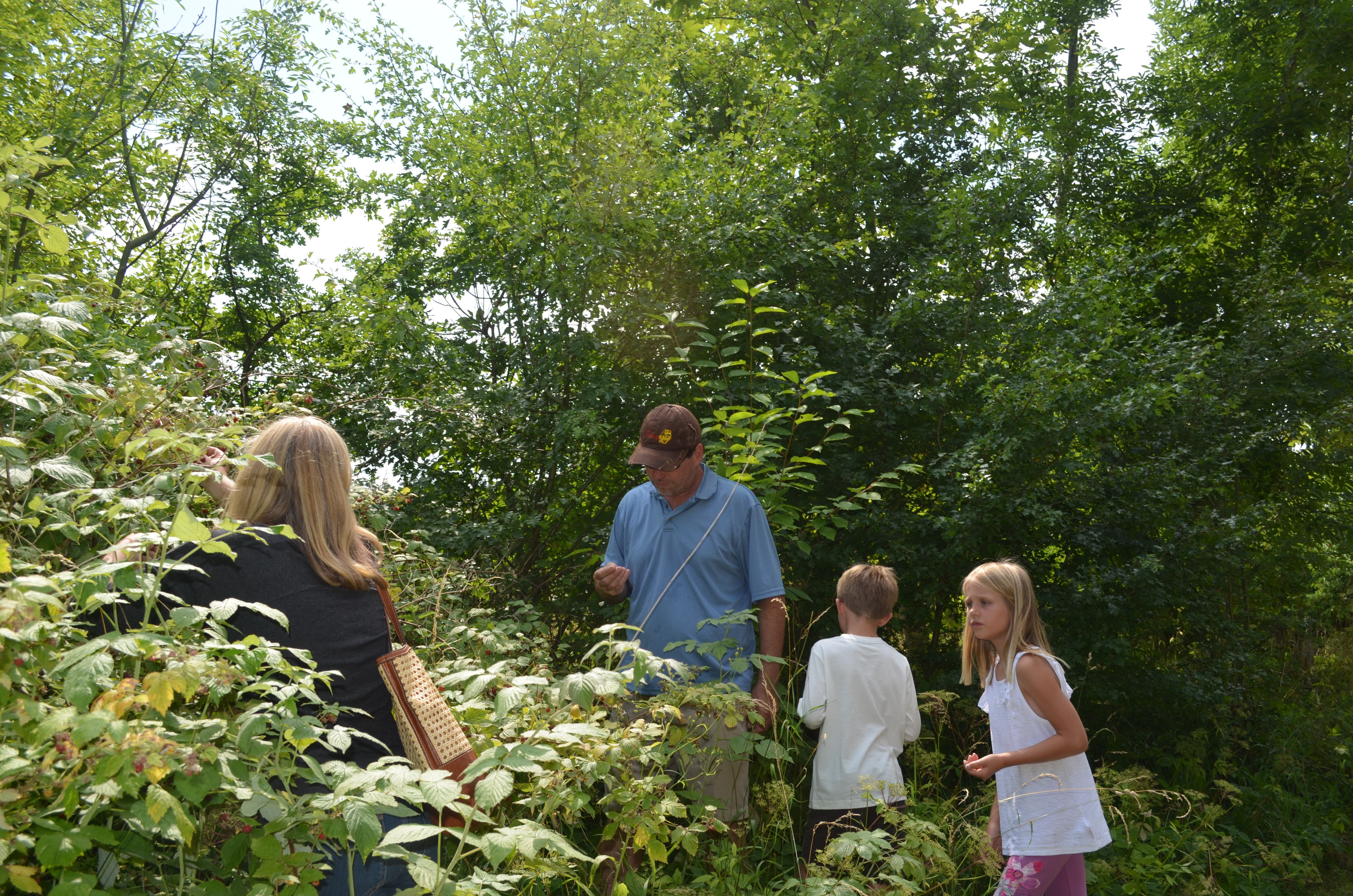 Raspberry bushes! I am not kidding!
