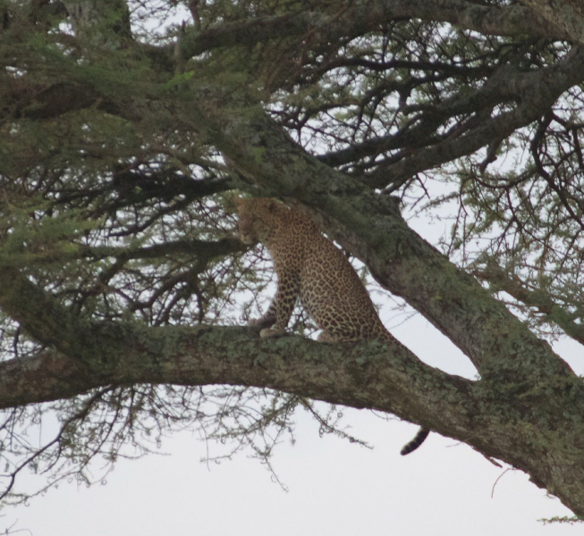leopard