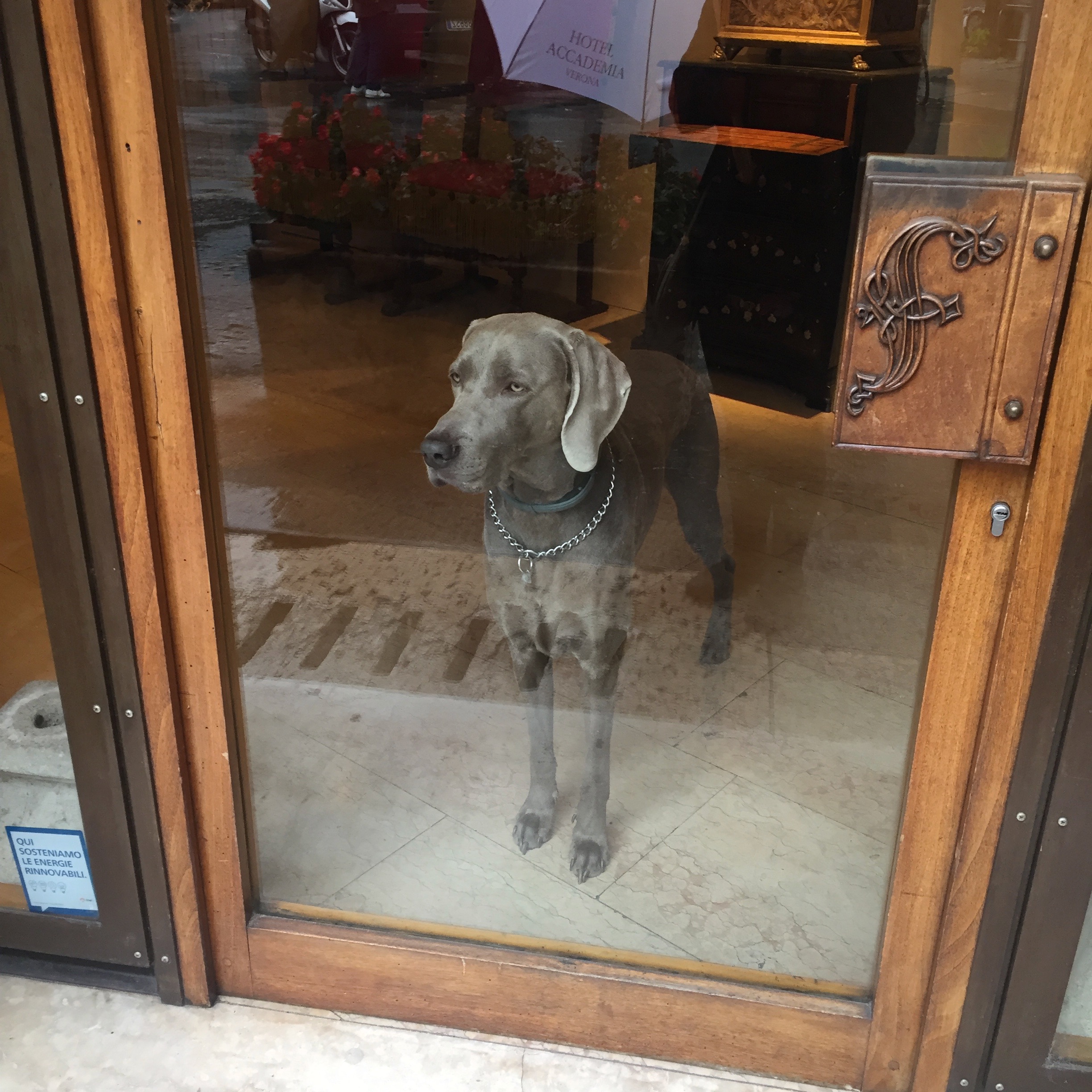 Weimaraner in Window.