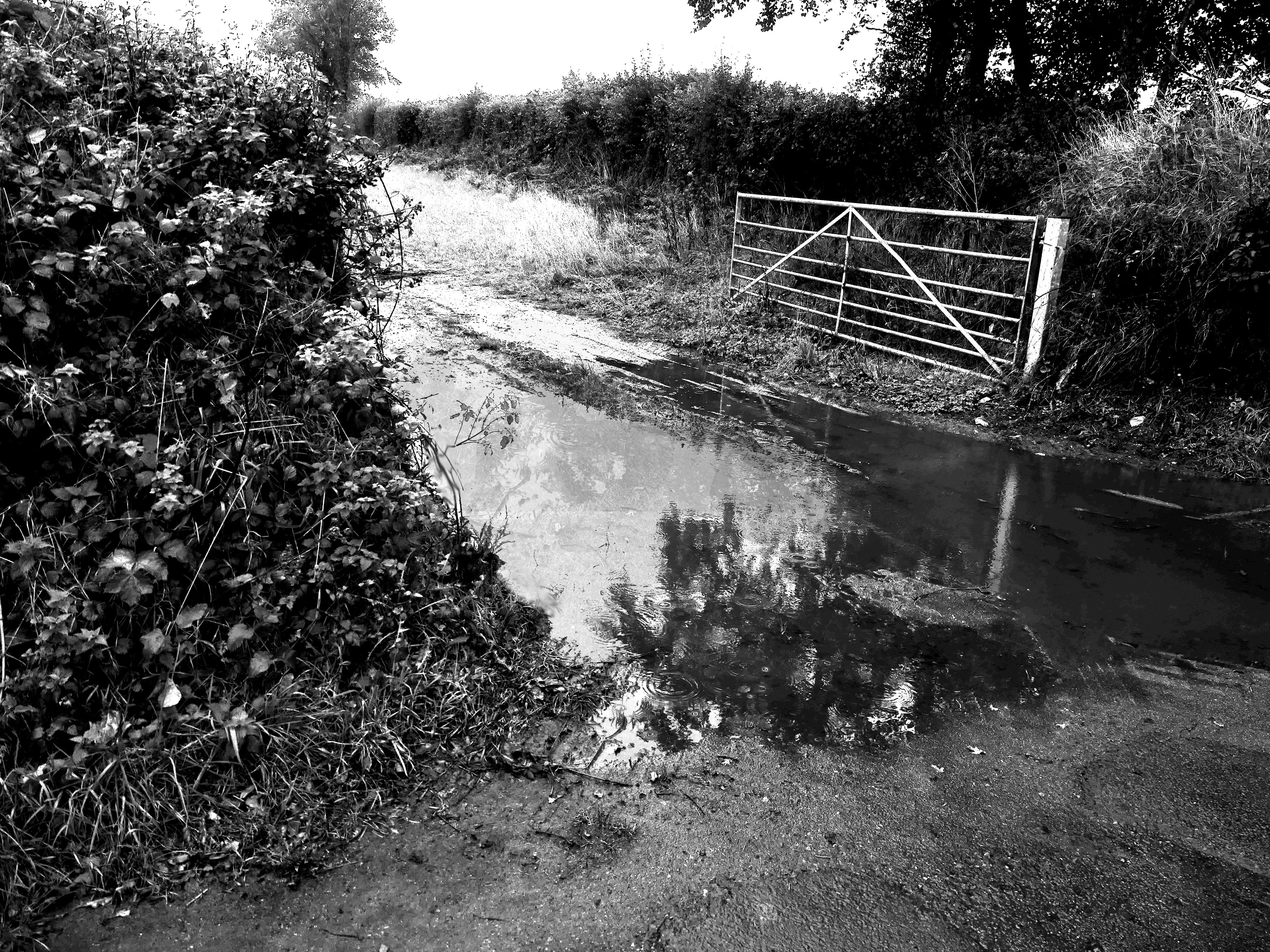 Puddle 300_edited-4