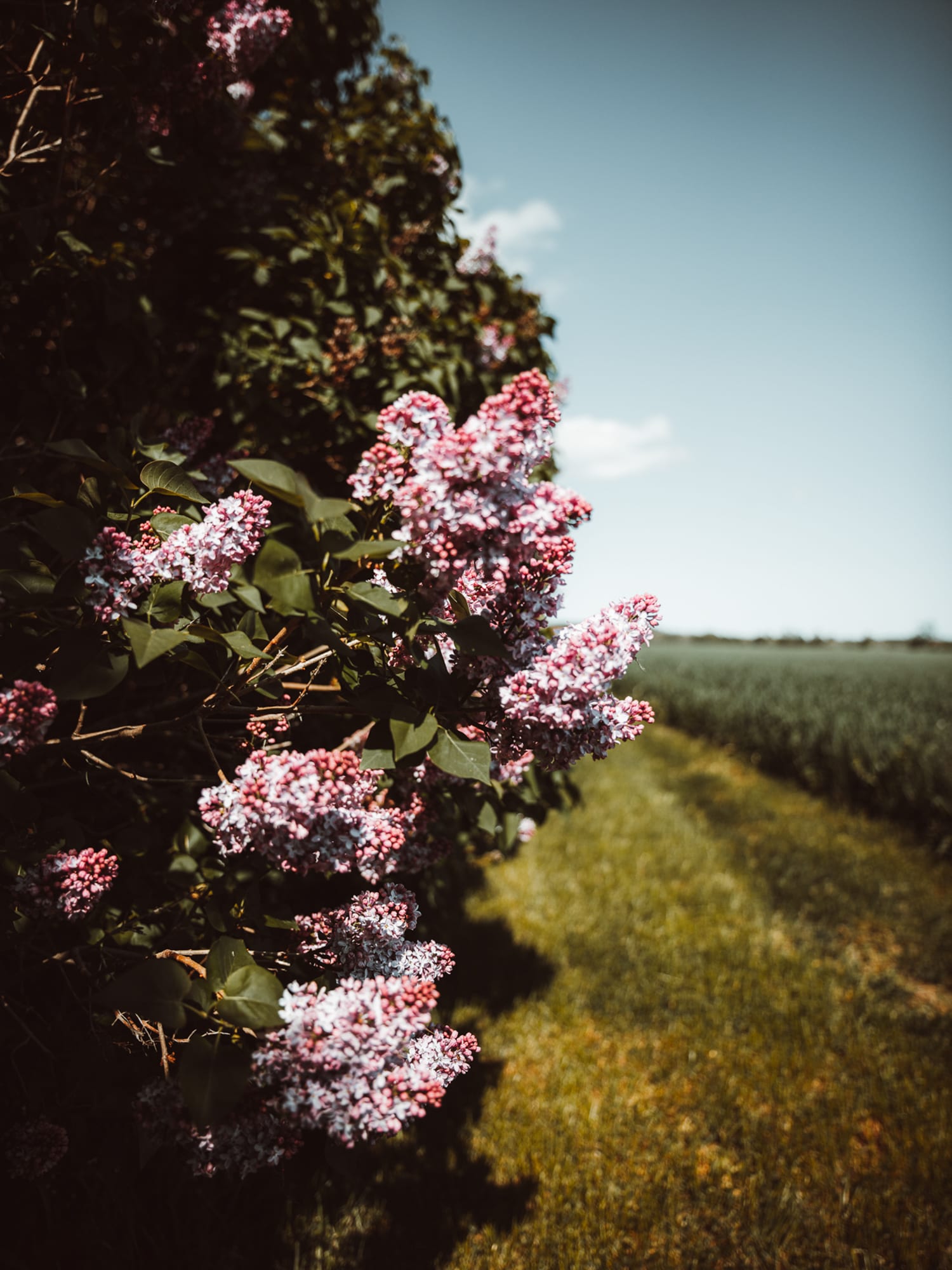 Rural 13
