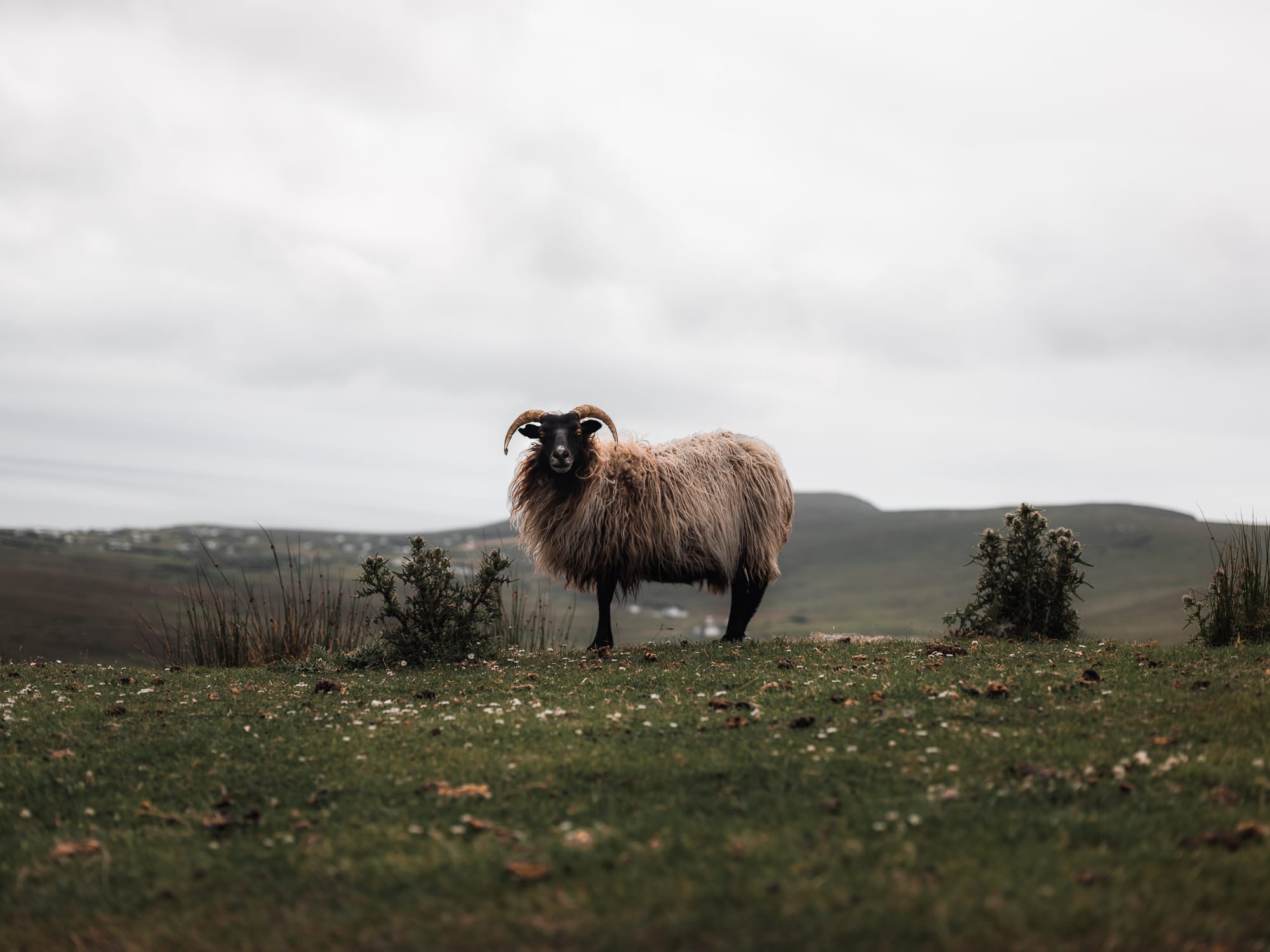 Ireland 04