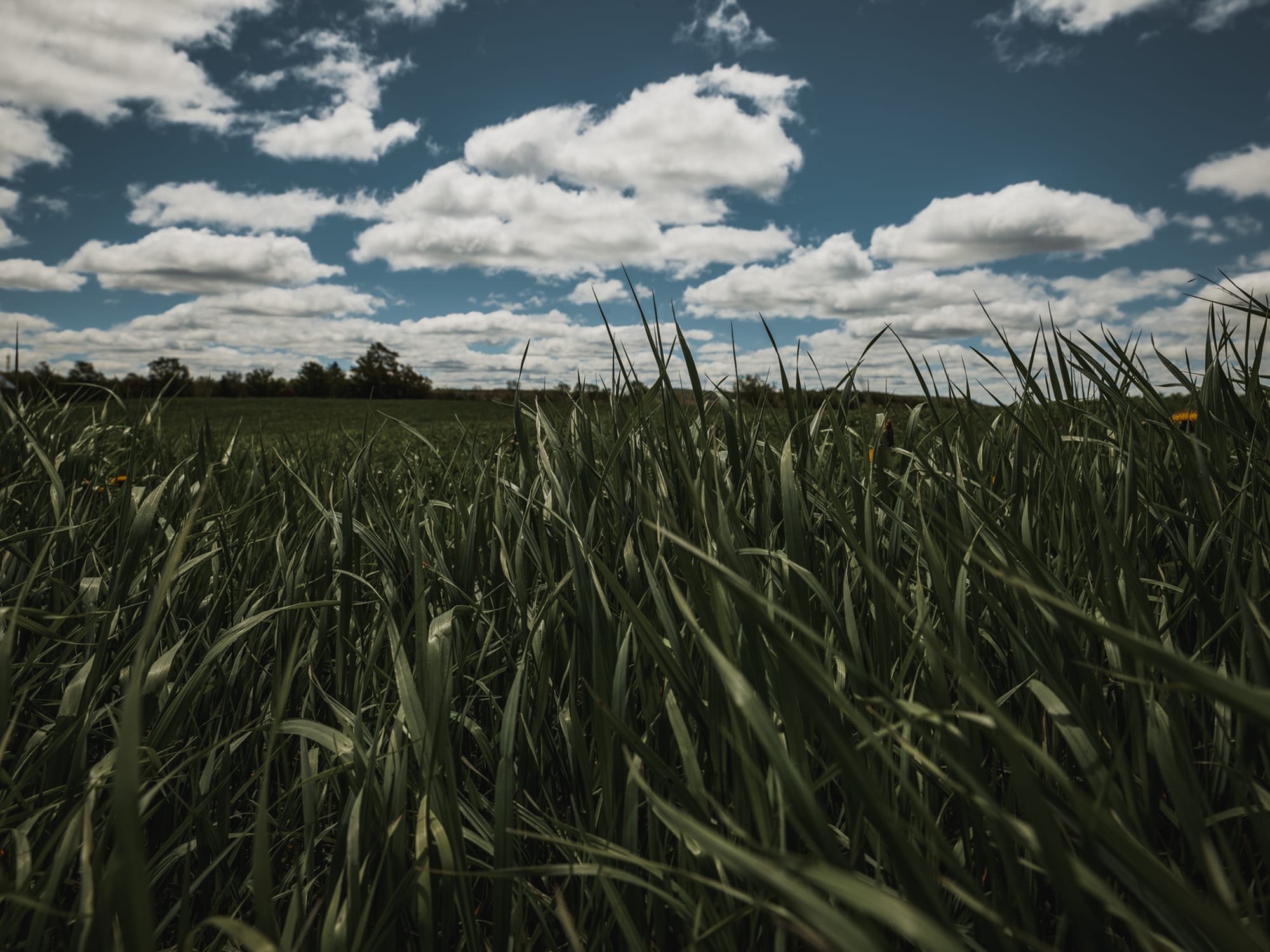 Rural 12