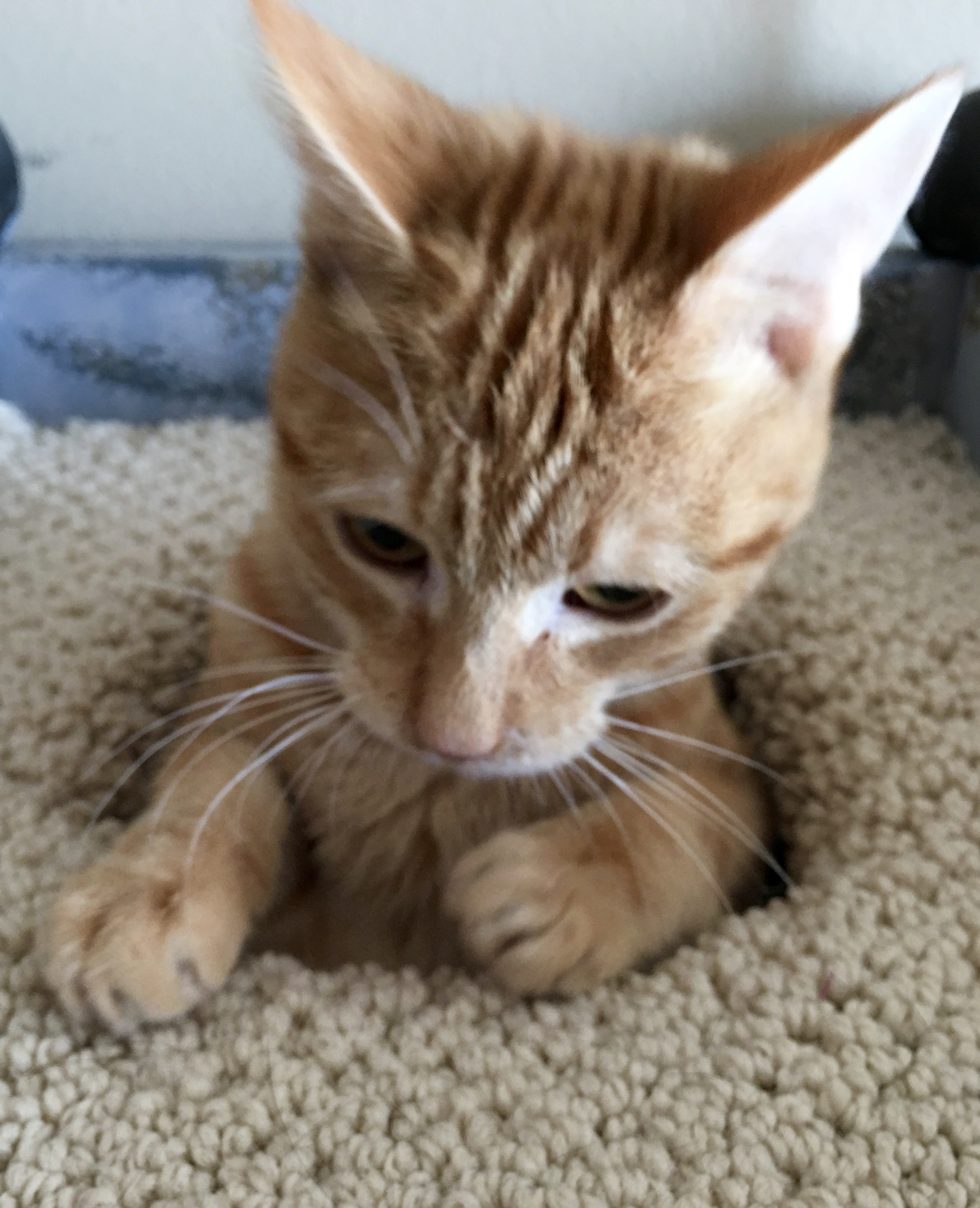 New Cat added to my family (to help me write)