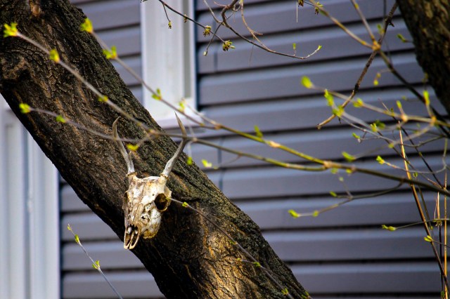 The skull of some horned mammal, nailed to a tree