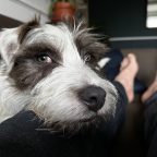 Oscar