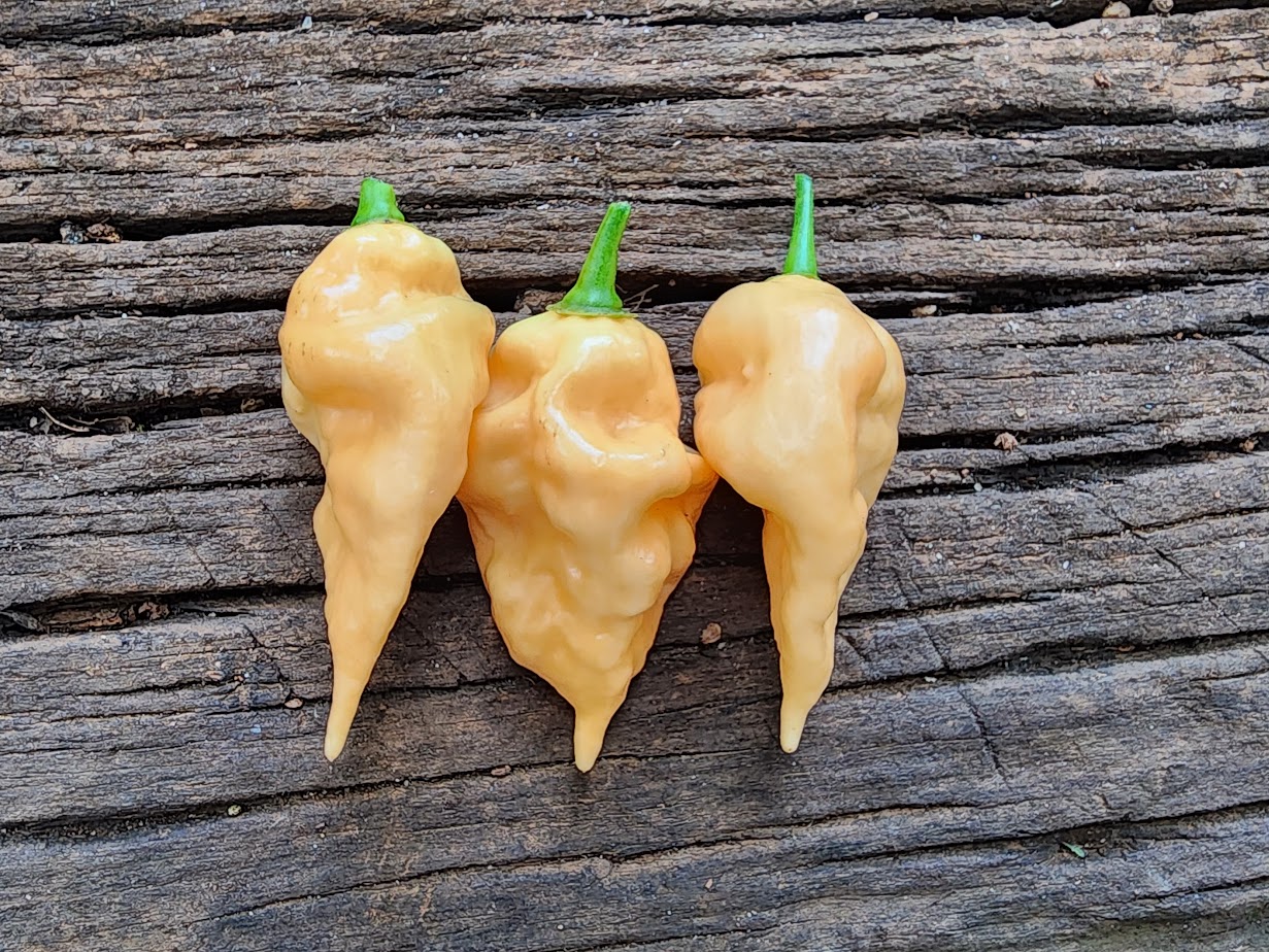 Devil's Tongue Peach | Patrick's Pepper Patch