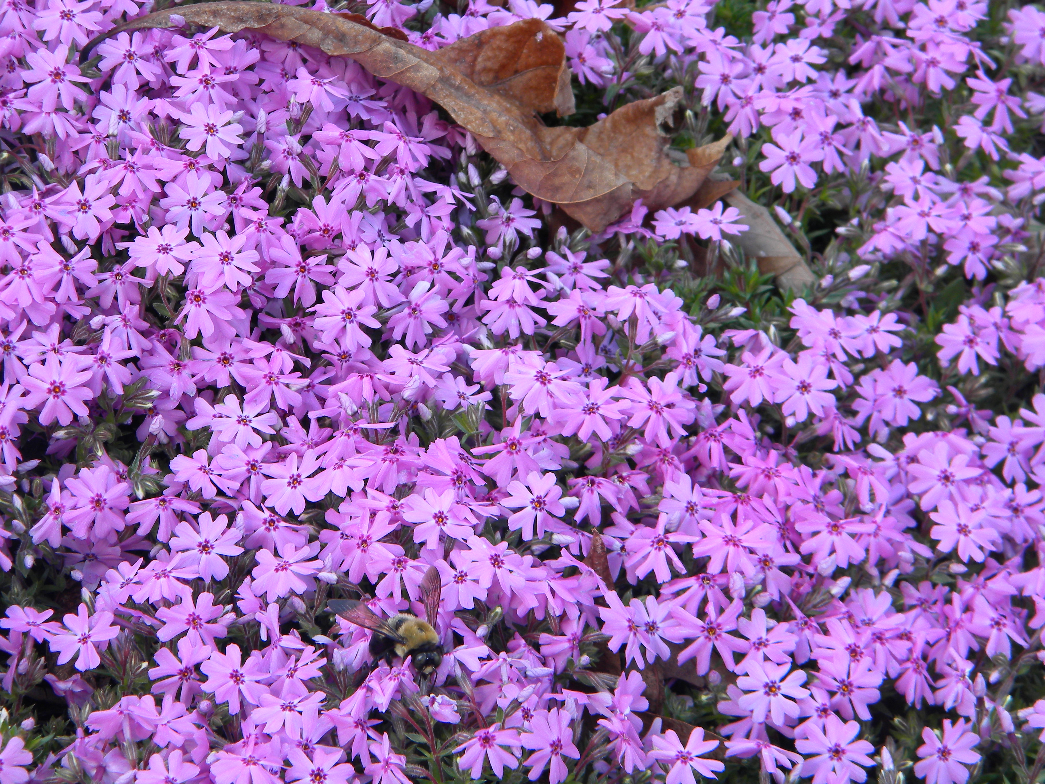 bee