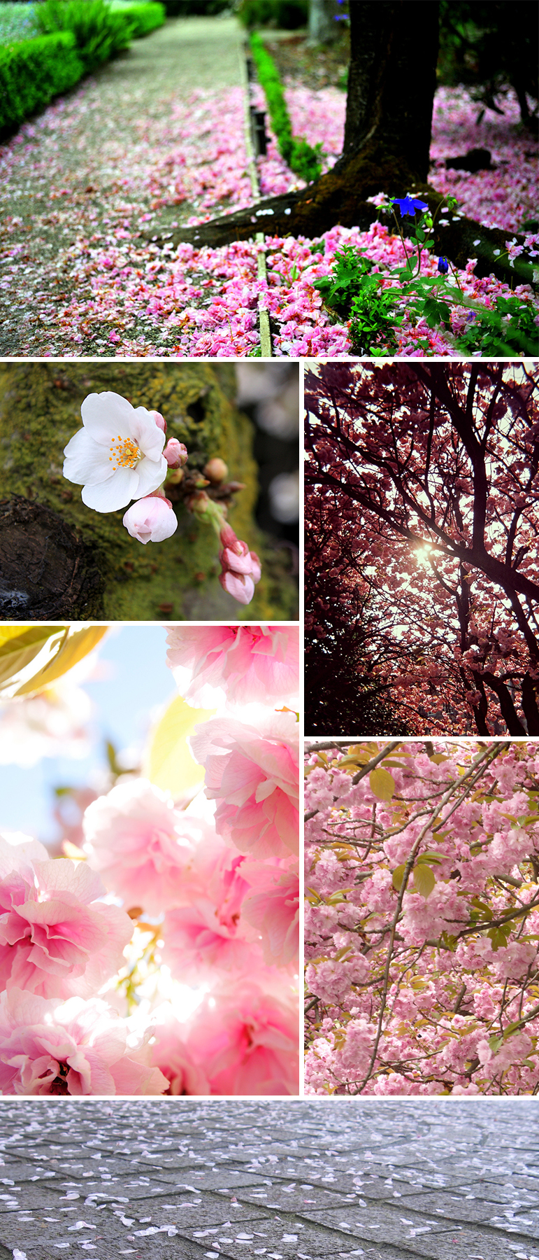 His brother is ryan wilder, and these two are known as the wilder brothers. Found Patterns: Cherry Blossoms - Pattern Observer