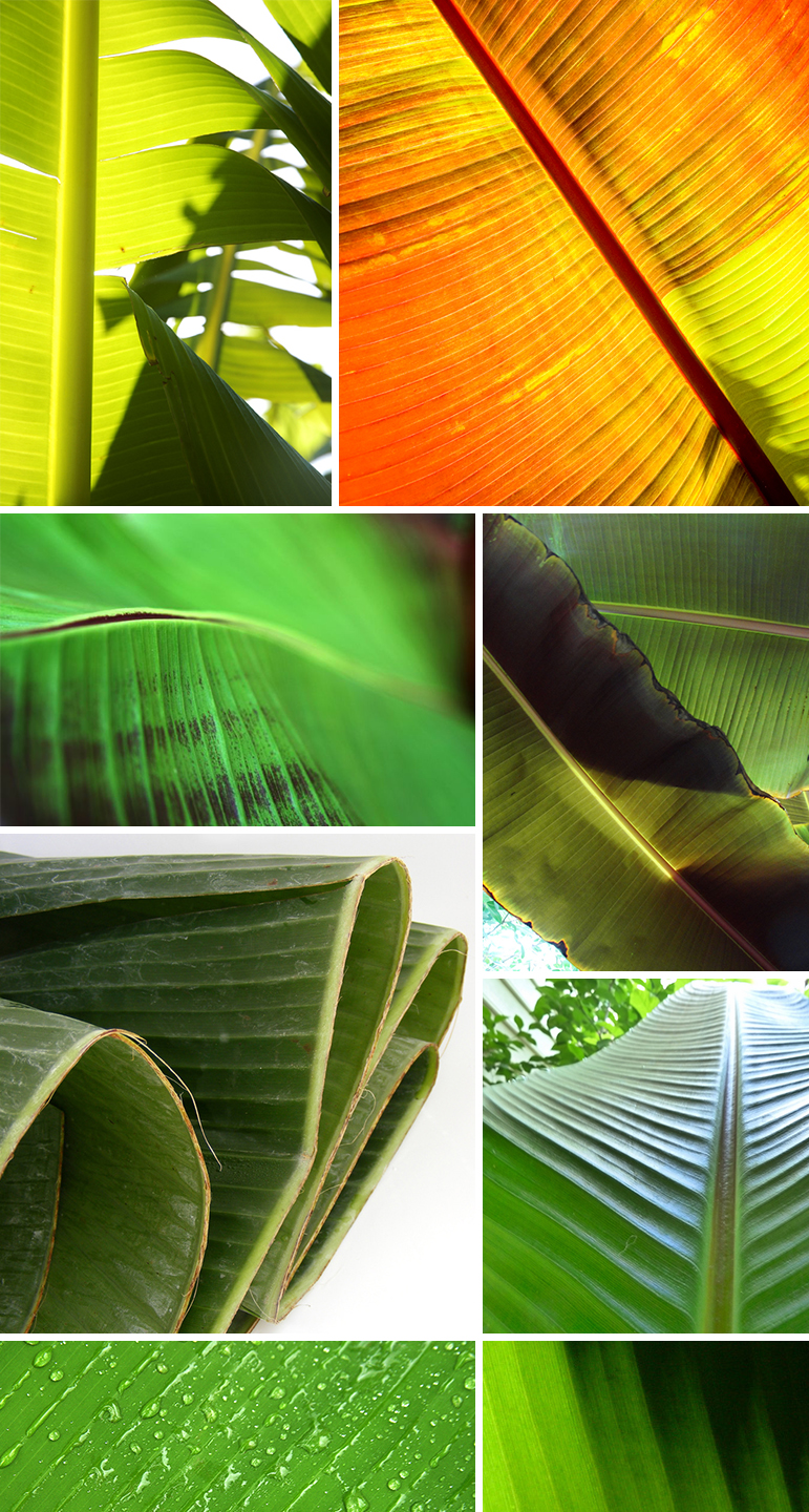 Found Patterns Banana Leaves Pattern Observer - Creative Retina Abstract Textures | Free Download