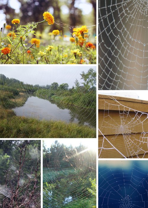 Found Patterns Spiderwebs Pattern Observer - Landscape Wallpapers - Perfect Desktop Collection