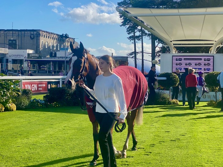 A woman leading a horse in a horse racing paddock, with a backdrop of trees and buildings, while spectators and participants are present around.