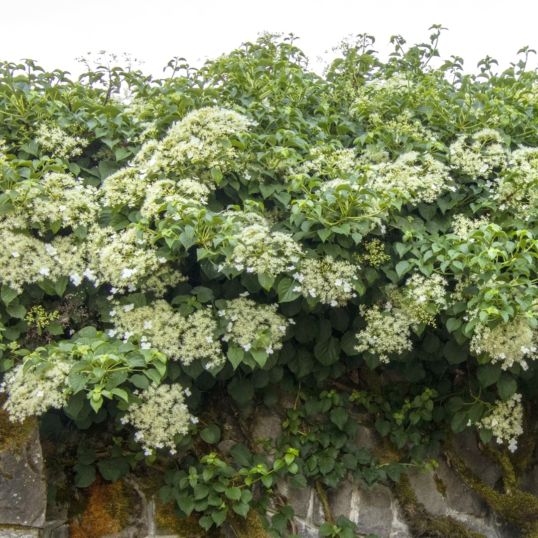 Climbing Hydrangea - Patuxent Nursery