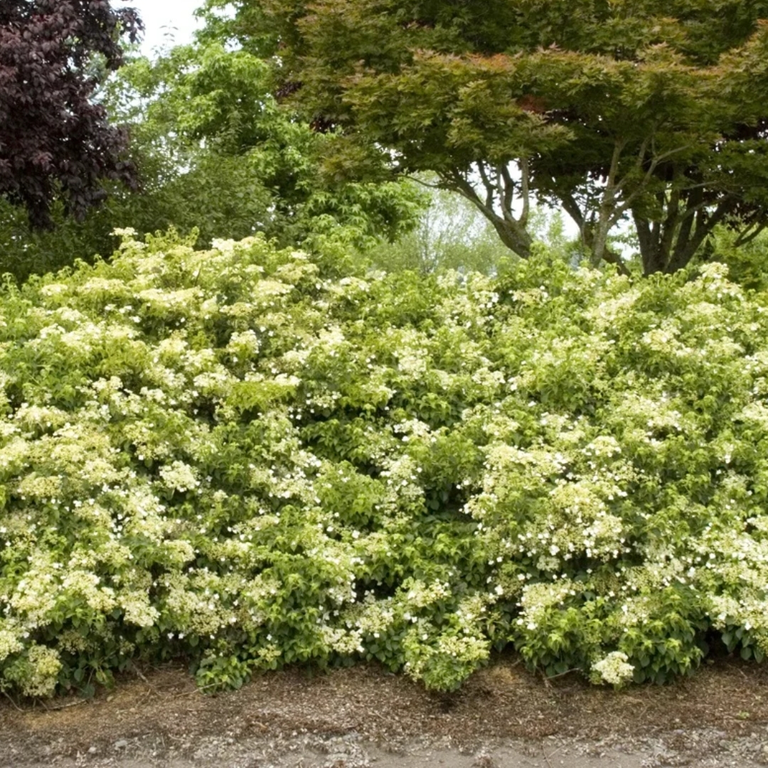 Climbing Hydrangea - Patuxent Nursery