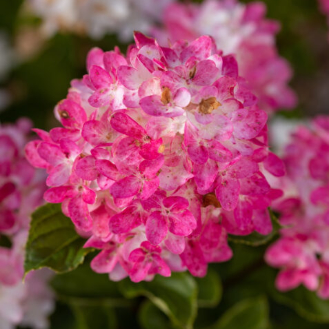 Spring Sizzle Hydrangea - Patuxent Nursery