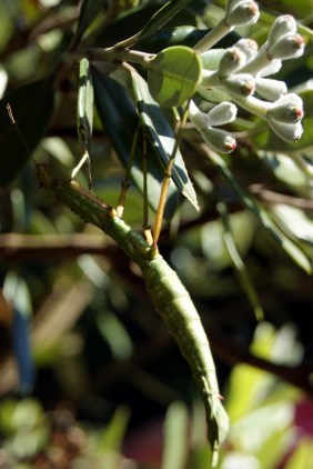 Stick Insect