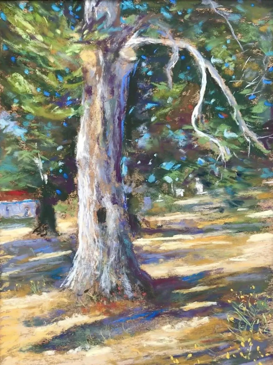 Cypress Tree
