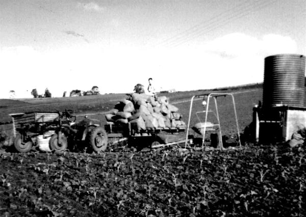 Ready for the weigh-in  of the beans. (Rowe Collection)